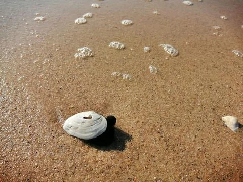 White shell lies on the wet sandy seashore Stock Photos