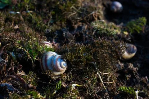 White shell lying alone on green moss,  macro Foto stock