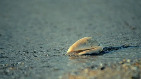 White shell lying on a sandy beach Stock Footage 150257202