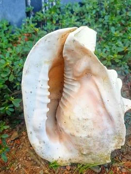 White shell Stock Photos