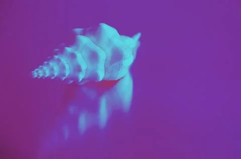 A white shell on pink background toned Stock Photos