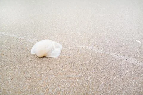 White Shell on sand beach, Laem Talumphuk. Stock Photos