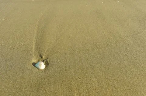 White Shell in the sand on the beach Stock Photos