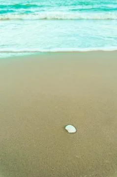 White shell on the sand Stock Photos