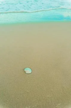 White shell on the sand Foto stock