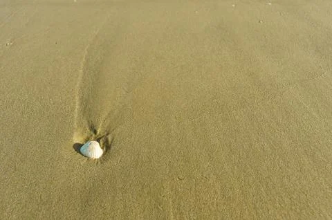 White shell on the sand Stock Photos