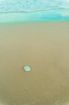 White Shell on the sand Stock Photos