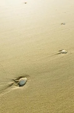 White Shell on the sand Stock Photos