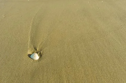 White Shell on the sand Stock Photos