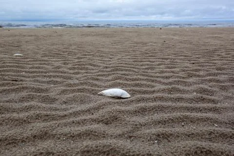 White shell on a sandy beach. Stock Photos