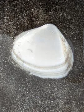White shell on the shore Stock Photos