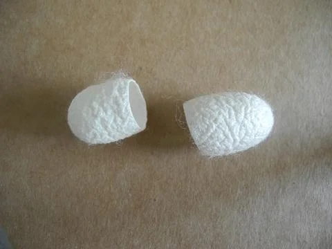 The white shell of silkworm cocoons on a beige background. It is used for t.. Stock Photos