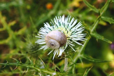 White shell snail perched on a flower in the countryside with green foliage Stock Photos
