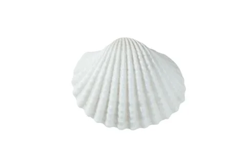 White shell on a white background, isolate Фото