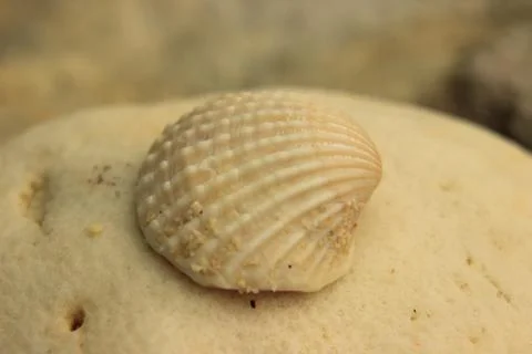 White shell on the white stone Stock Photos