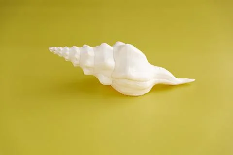 A white shell on yellow background Stock Photos