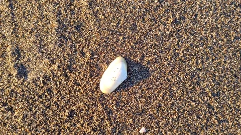White shell on yellow sea sand Stock Footage 300296288