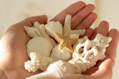 White shells and corals in a woman's hand Stock Photos