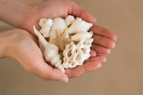 White shells and corals in a woman's hand Stock Photos