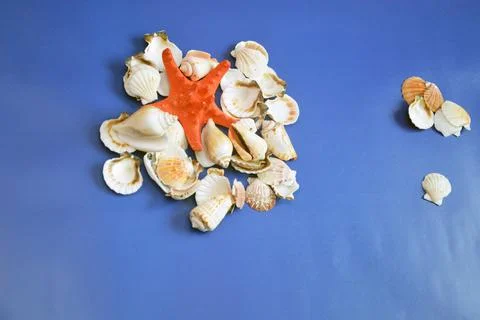 White shells and a red starfish on a blue background. Top view, place for tex Stock Photos