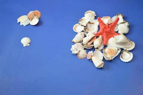 White shells and a red starfish on a blue background. Summer decorative compo Stock Photos
