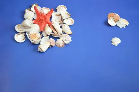 White shells and a red starfish on a blue background. Summer decorative compo Stock Photos