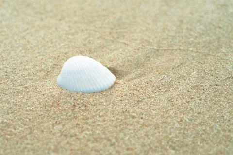 White shells are placed on the beach by the sea. Stock Photos