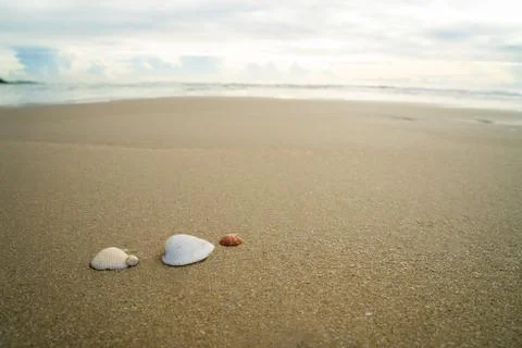 White shells are placed on the beach by the sea. Stock Photos