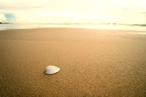 White shells are placed on the beach by the sea. Stock Photos