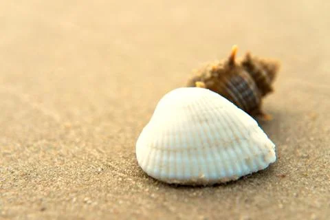 White shells are placed on the beach by the sea. Stock Photos