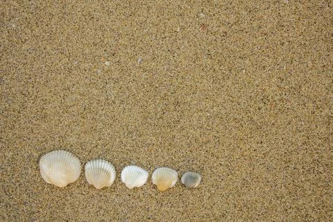 White shells of different sizes on the sand close-up. natural surface texture Stock Photos