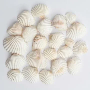 White shells Stock Photos