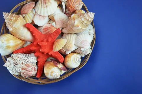 White shells, red starfish on a blue background. Free space for text. Summe.. Stock-Fotos