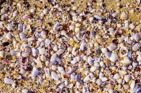 White shells in the sand on the beach. Stock Photos