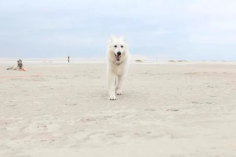 White shepherd on the beach Stock Photos