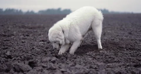 White shepherd dog digging a hole in the field Stock Footage 146232079