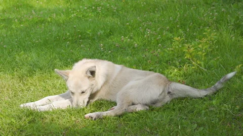 White shepherd dog itching and biting its leg on green grass Stock Footage 338103106