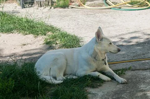 White Shepherd Dog Lying in the Grass near a Concrete Path Stock Photos