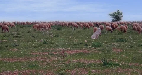 White shepherd dog standing guard over the flock of sheep in the countryside  Vídeos de archivo 221926341