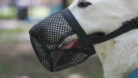 White shepherd muzzled. Close-up of a Swiss shepherd dog with a muzzle 動画素材 109493501
