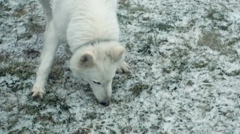 White Shepherd searches Stock Footage 60407601