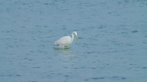 White shore bird standing in Sitra shore Stock Footage 297744729