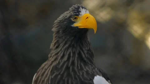 White- shoulder Sea Eagle in a zoo 2 Stock Footage 8906863