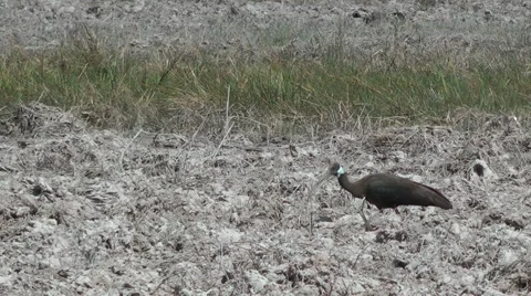 White-shouldered Ibis, Cambodia Vidéo 64856595