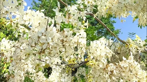 White shower tree 스톡 동영상 334119280