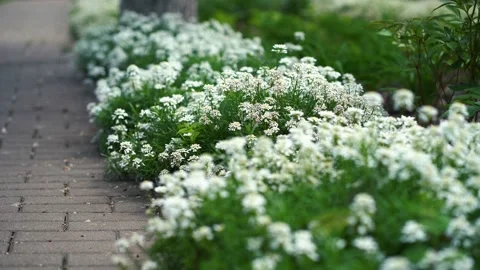 White shrub flowers. 4k frame of nature. Stockbeeldmateriaal 218103729
