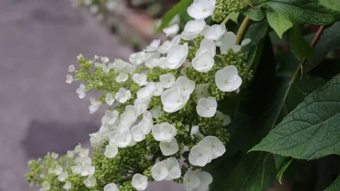 White shrub flowers pan 動画素材 86624252