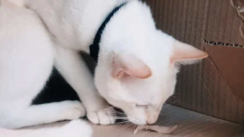White siamese cat playing with piece of cardboard paper in slow motion Stock Footage 100639028
