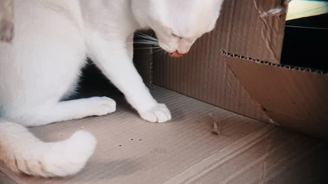 White siamese cat playing with piece of cardboard paper in slow motion Stock-Footage 100639043