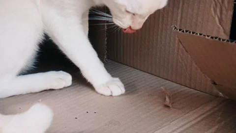 White siamese cat playing with piece of cardboard paper in slow motion Stock-Footage 100639063